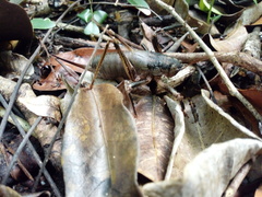 Nesoecia insignis