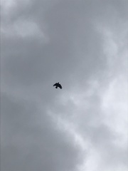 Corvus brachyrhynchos