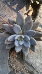 Pachyphytum