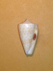 Conus tessulatus