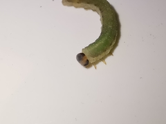 Allantus calceatus