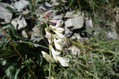 White sainfoin (Hedysarum boutignyanum)