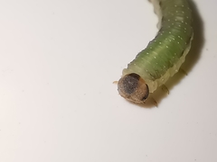 Allantus calceatus