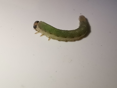 Allantus calceatus