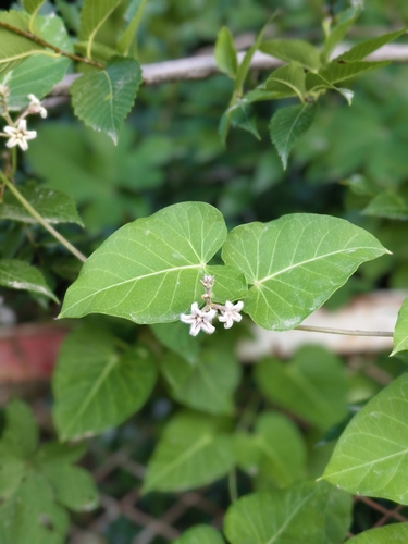 Cynanchum rostellatum
