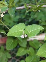 Cynanchum rostellatum