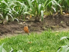 Turdus migratorius
