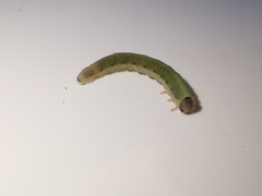 Allantus calceatus