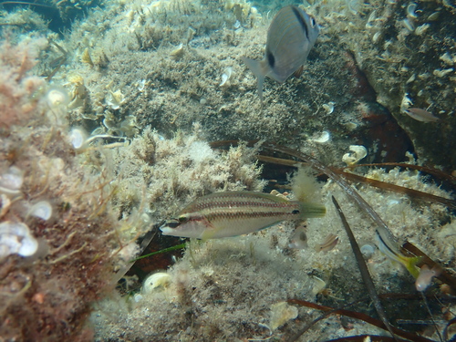 Symphodus tinca