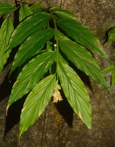 Dancing Marantina (Globba marantina)