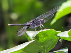 Erythemis attala