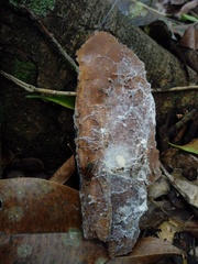 Loxosceles yucatana