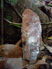 Loxosceles yucatana
