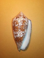 Conus textile