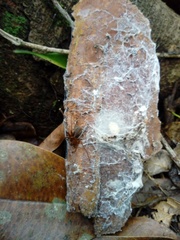 Loxosceles yucatana