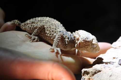 Nephrurus eromanga