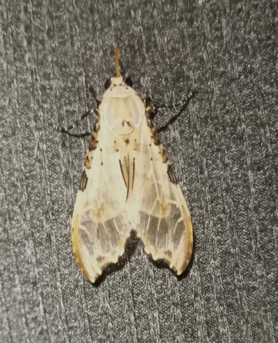Psychophasma erosa