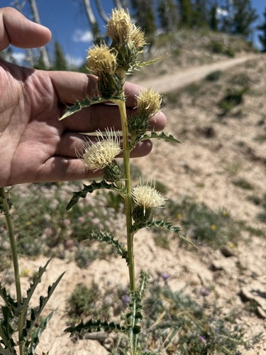 Fish Lake Thistle (Cirsium clavatum)