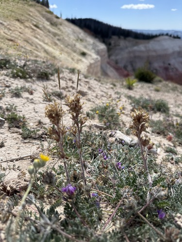 Cedar Breaks Gilia (Ipomopsis spicata)