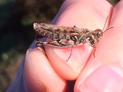 Dociostaurus jagoi occidentalis