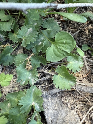 Western Kittentails (Veronica utahensis)