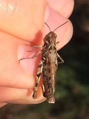 Dociostaurus jagoi occidentalis