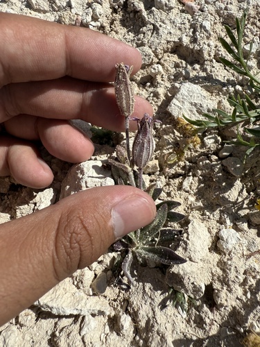 Silene petersonii, photograph 4