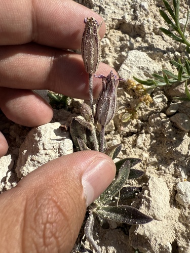Silene petersonii, photograph 3