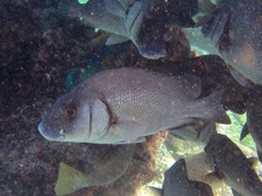 Plectorhinchus gibbosus