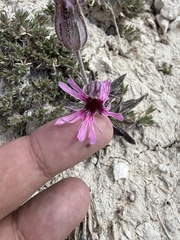 Silene petersonii, photograph (c) Brandon Corder, some rights reserved (CC BY)