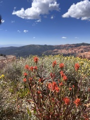 Castilleja hyetophila (Castilleja hyetophila)