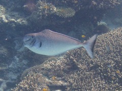 Naso tonganus