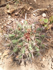 Ferocactus herrerae
