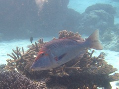 Lethrinus miniatus
