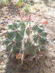 Ferocactus herrerae