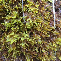 Scorpidium cossonii