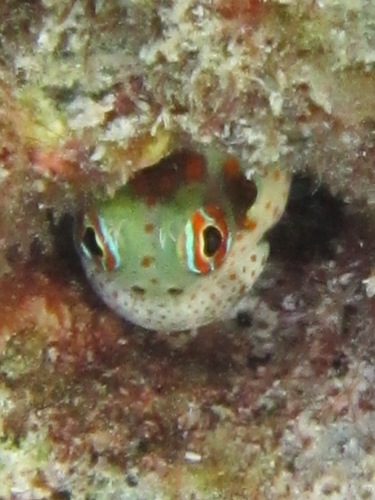 Blenniella chrysospilos