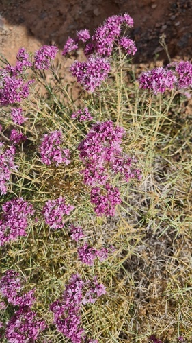 Acanthophyllum pungens, photograph 3