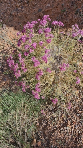Acanthophyllum pungens, photograph 4