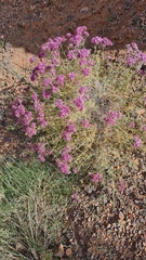 author not stated, no rights reserved Acanthophyllum pungens, photograph author not stated, no rights reserved