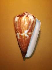 Conus vexillum