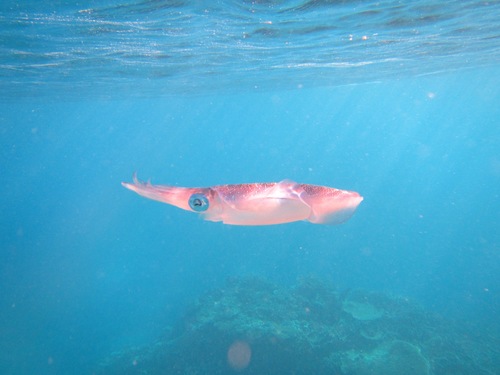 Sepioteuthis lessoniana