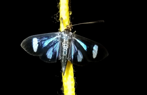 Phostria euagra