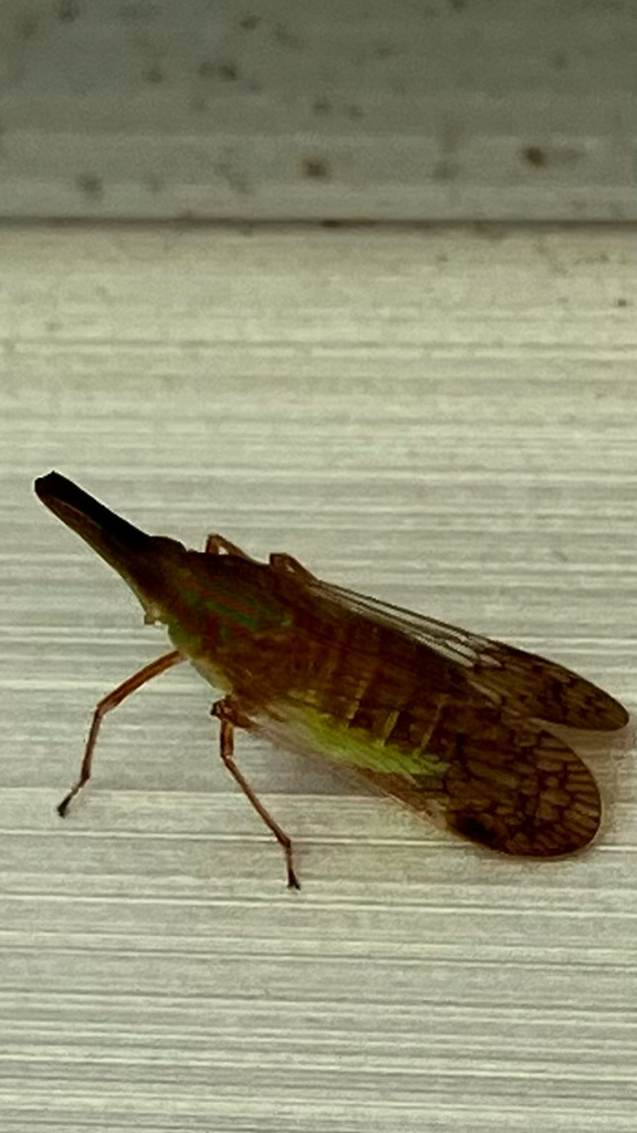 Dictyophara okinawensis