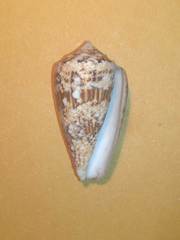 Conus victoriae