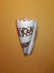 Conus vidua