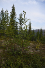 Betula pubescens pumila