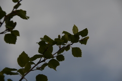 Betula pubescens pumila