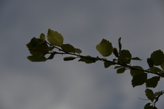 Betula pubescens pumila