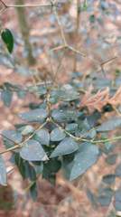 Damnacanthus indicus